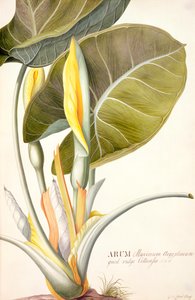 PD.116-1973f.14 Arum maximum aegyptiacum, c.1740-45 (banheiro e guache em pergaminho) de Georg Dionysius Ehret